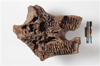 象上顎骨齒藏品圖，第3張