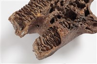 象上顎骨齒藏品圖，第4張