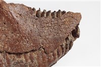 象上顎骨齒藏品圖，第5張