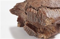 象上顎骨齒藏品圖，第6張