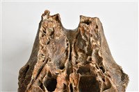 象上顎骨齒藏品圖，第4張