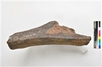 象肱骨中段藏品圖，第4張