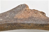 象肱骨中段藏品圖，第5張