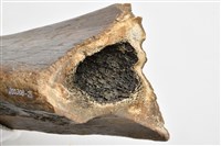象橈骨下端藏品圖，第11張