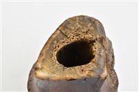 象脛骨上端藏品圖，第9張