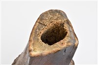 象脛骨上端藏品圖，第10張