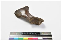 牛肱骨藏品圖，第5張