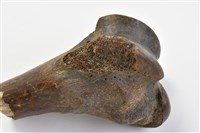 牛股骨下端藏品圖，第4張