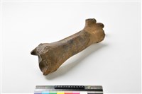 牛髖骨藏品圖，第5張