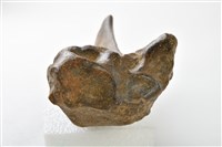 牛髖骨藏品圖，第7張