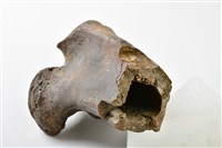 牛脛骨藏品圖，第6張