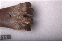馬掌骨藏品圖，第2張