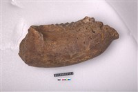 象右下顎骨齒藏品圖，第1張