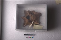 牛頸椎藏品圖，第1張