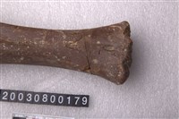 牛掌骨藏品圖，第2張