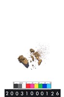 獸齒藏品圖，第1張