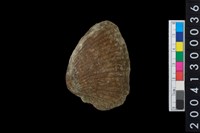 血蚶藏品圖，第1張