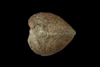 血蚶藏品圖，第3張