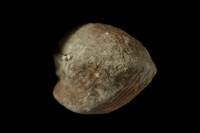 血蚶藏品圖，第4張