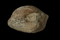 血蚶藏品圖，第5張