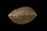 血蚶藏品圖，第6張