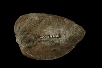 血蚶藏品圖，第7張