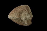 血蚶藏品圖，第8張