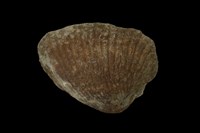 血蚶藏品圖，第9張