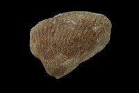 血蚶藏品圖，第10張