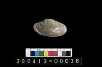 貝藏品圖，第2張