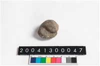 生痕化石藏品圖，第3張