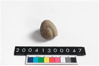 生痕化石藏品圖，第4張