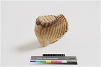 象臼齒藏品圖，第1張