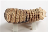 象臼齒藏品圖，第12張