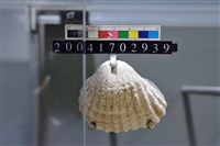 血蛤藏品圖，第3張