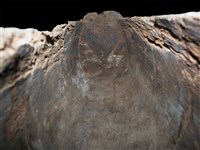 木雕牛藏品圖，第8張