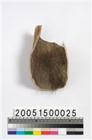 牛皮膠藏品圖，第1張