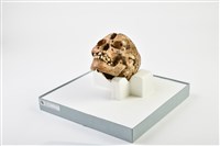 成年女性頭骨藏品圖，第2張