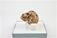 成年女性頭骨藏品圖，第3張