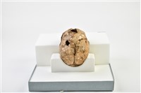 成年女性頭骨藏品圖，第4張