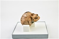 成年女性頭骨藏品圖，第5張
