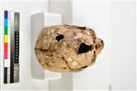 成年女性頭骨藏品圖，第8張