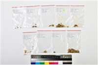成年女性頭骨藏品圖，第23張