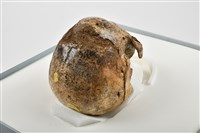 老年男性頭骨藏品圖，第7張