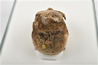 老年男性頭骨藏品圖，第8張