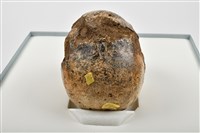 老年男性頭骨藏品圖，第9張