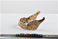 老年男性頭骨藏品圖，第18張