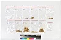 老年女性頭骨藏品圖，第10張