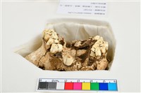 人頭骨殘件藏品圖，第13張