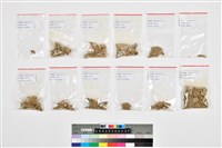 人頭骨殘件藏品圖，第24張